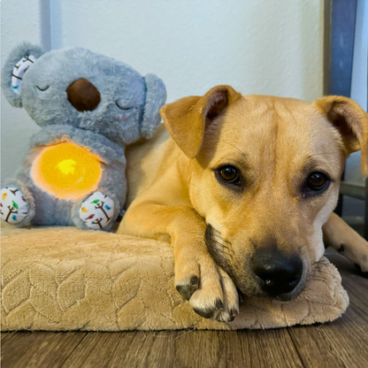 Calming Koala Dog Toy